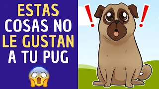 SEIS cosas que NO LE GUSTAN a tu PUG💖✅💥