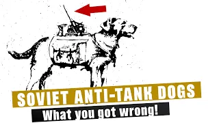 Soviet Anti-Tanks Dogs: Everything You Know is Wrong