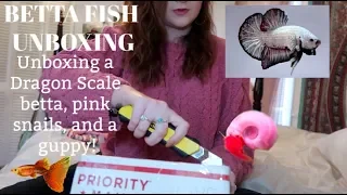 BETTA FISH UNBOXING! | I GOT A NEW DRAGON BETTA FISH! & a new snail & guppy! | ItsAnnaLouise