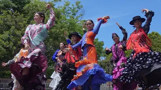 Flamenco dance 京都スペイン料理祭2024 ESTUDIO ESENCIA