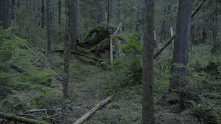 Fishers return to the North Cascades