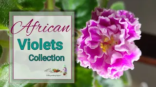 African violets Collection @lavgarden