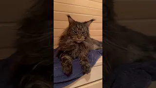 Кот, который любит париться в бане