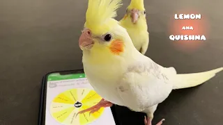 Baby Birds Choose Their Own Names Using Spin Wheel