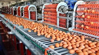 COMO se PRODUCEN 100.000 MILLONES de HUEVOS de GALLINA anualmente en Estados Unidos🥚