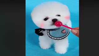 Tik Tok Chó Phốc Sóc Mini 😍 Cute Pomeranian Videos (P32)