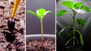 Growing Sunflower Time-lapse Part 1: Seed to Day 30