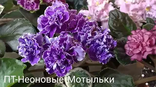 Всегда подозревала, что фиалки умеют танцевать вальс. Фиалки и вальс.