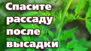 ЗАЩИТИТЕ РАСТЕНИЯ ОТ ВОЗВРАТНЫХ ЗАМОРОЗКОВ.  ПРОСТОЙ СПОСОБ