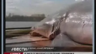 Акула заплыла в Неву Shark in Neva river