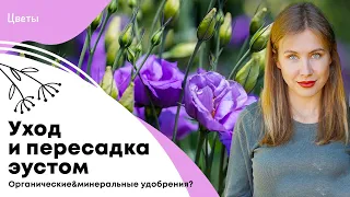 Уход и пересадка рассады эустом | Ускоренное выращивание | Органическое или минеральное удобрение?