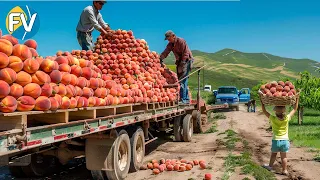 How the world's most expensive peaches are grown. Japanese agricultural technology.