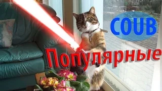 Популярные COUB апрель 2016coub животные. В мире животных...