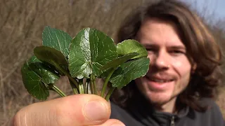 Frühlingsbote Scharbockskraut - Standort, Merkmale, Inhaltsstoffe, Geschichte, Verwendung