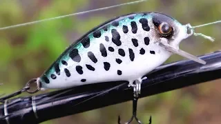 Little CrankBait | One Day Build to Catch