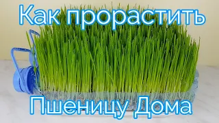 Как Проращивать Пшеницу Дома How to Sprout Wheat Grass at Home 밀새싹 키우기