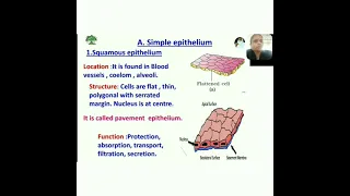 1 Epithelial Tissue