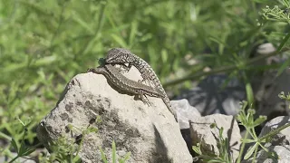 Stuttgart 21 and the lizards | Environmental protection at Deutsche Bahn