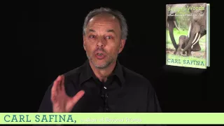 What Do Animals Think and Feel? Author Carl Safina on his book 'Beyond Words'