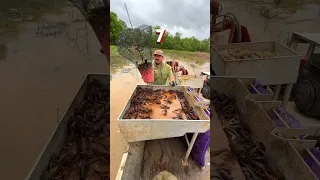 🦞Oddly Satisfying… #crawfish #crawfishseason #louisiana