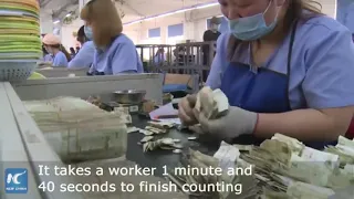 Bus company staff counting cash as fast machine..