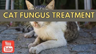 Fastest Way To Treat Cat Fungus Recover In A Week