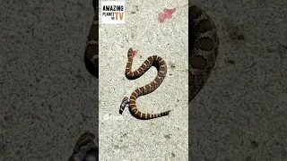 Отрубленная Голова Гремучей кусает себя. The severed head of a rattlesnake biting itself