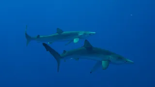 Mako & Blueshark diving Azores