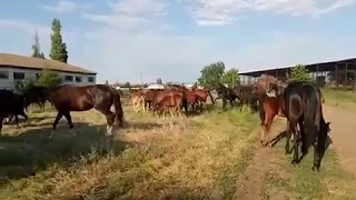 Днепропетровский конный завод №65