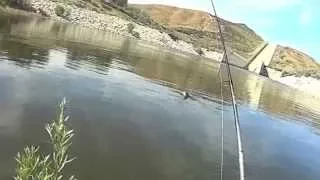 Castaic Lake La Goon Bass Fishing that is .. Think Foghorn Leghorn