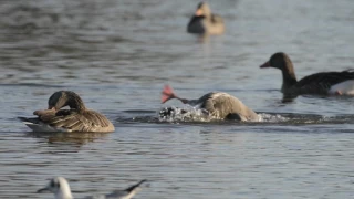 Greylag geese (Anser anser) bathing and preening on a lake, slow motion, UK