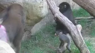 Mandrill Family Dallas zoo