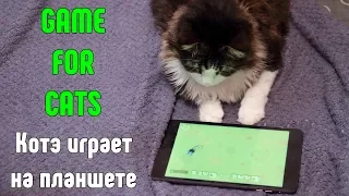 Game for Cats - игра для котов и кошек (iOS)