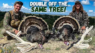 TWO TURKEYS off the SAME TREE! - Public Land Turkey Hunting Out West