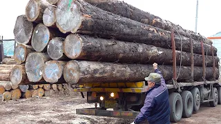 Process of Mass-Production Tables from Giant Pine Trees. Solid Wood Furniture Factory in Korea