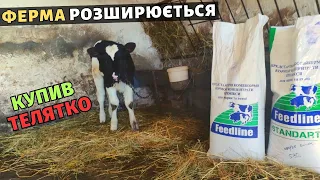 Ферма розширюється! Скупляю малі телята на відгодівлю. Як має виглядати телятко в 1,5 місяці.