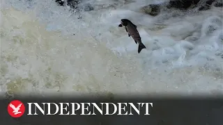 Salmon attempt to ‘jump’ upstream with autumn approaching