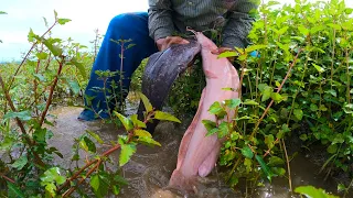 BEST HAND FISHING - Top Unique Fishing / a lots of catch Red Catfish in field by hand a fisherman