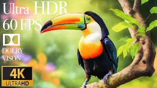 4K HDR 120fps Dolby Vision with Animal Sounds (Colorfully Dynamic) #48