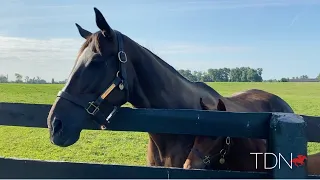 Zenyatta and Her Candy Ride Filly at Lane's End Farm