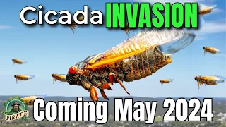 Epic Emergence: Cicada Broods XIII & XIX Unleashed in 2024!