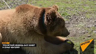 трехлетний мебведь балу живет в семье Ченгелия