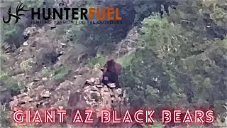 GIANT AZ BLACK BEARS 2021! SCOUTING TRIP!