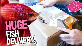 Huge Betta unboxing!