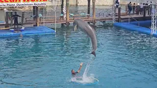 Dolphin Show part 2