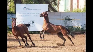 Learn leadership lessons...from horses