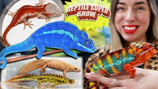 Vibrant Chameleons & Geckos at Reptile Super Show!