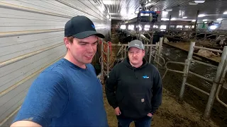 Cow brush finally showed up!!! | GEA milking robots service