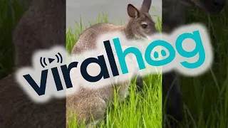 Wallabies Hug And Play || ViralHog