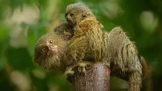 World's smallest monkey gives birth to tiny twins